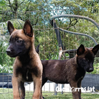 Pastor Belga Malinois