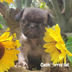 Pug