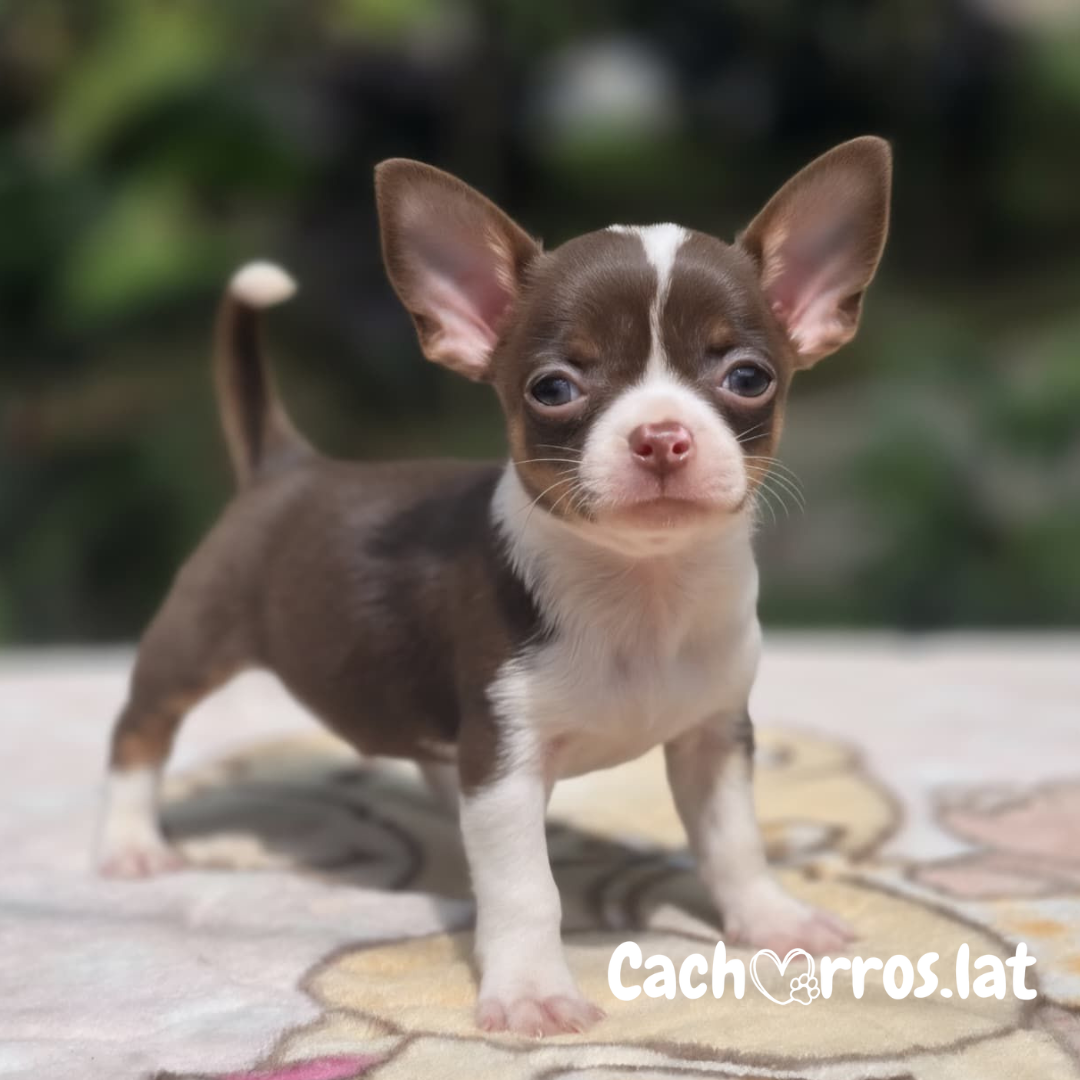Chihuahua