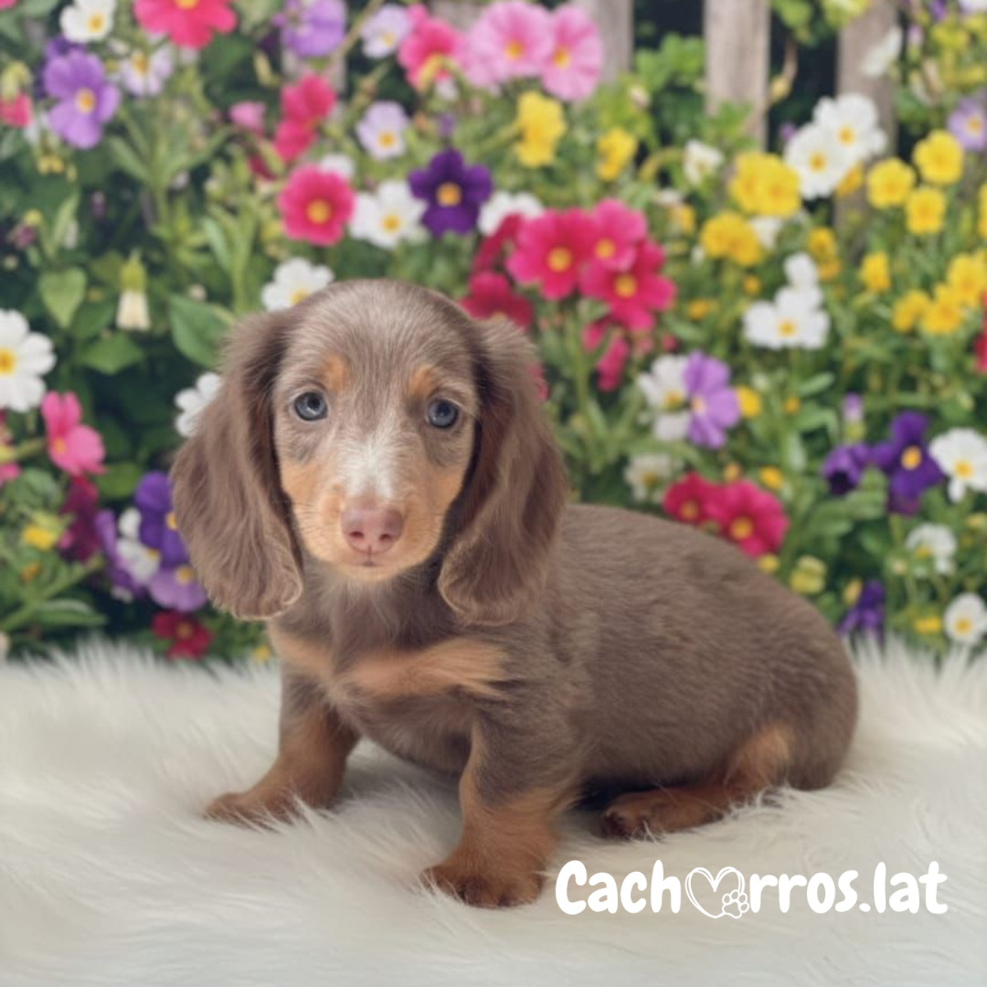 Dachshund Teckel (Perro Salchicha)
