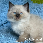 Ragdoll