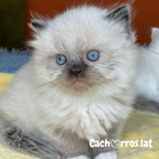 Ragdoll
