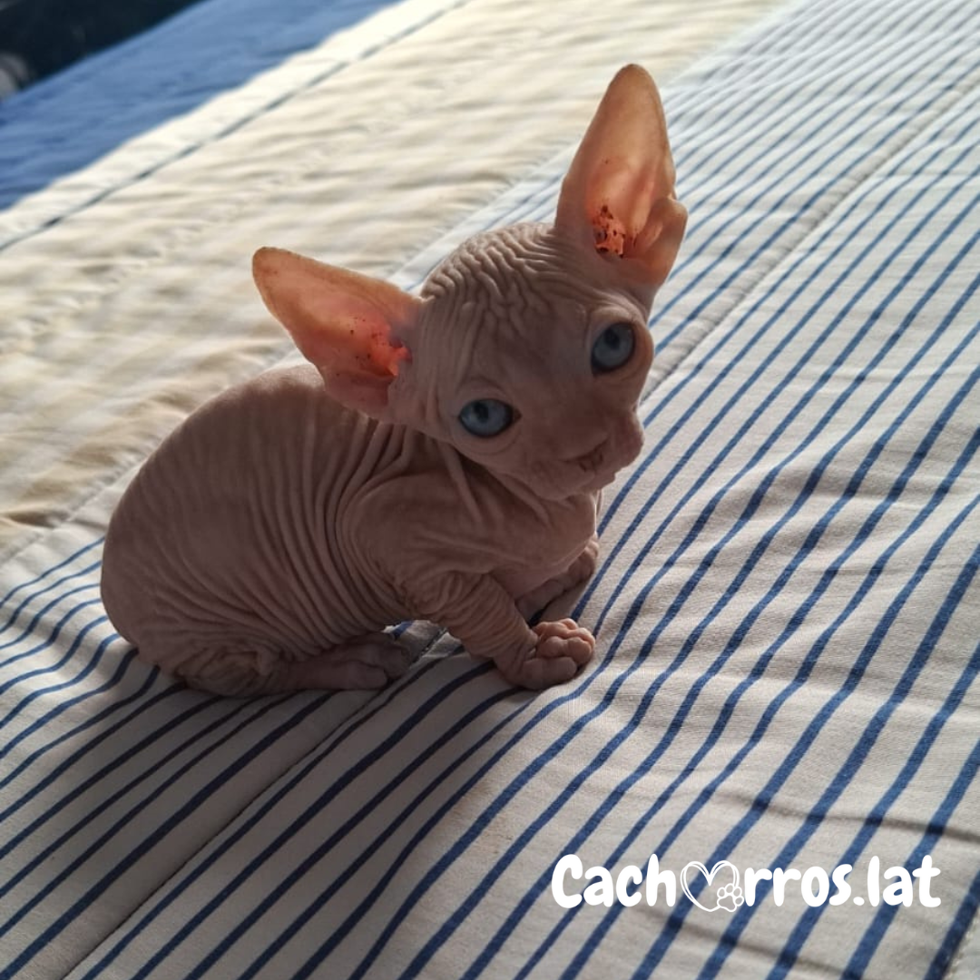 Sphynx