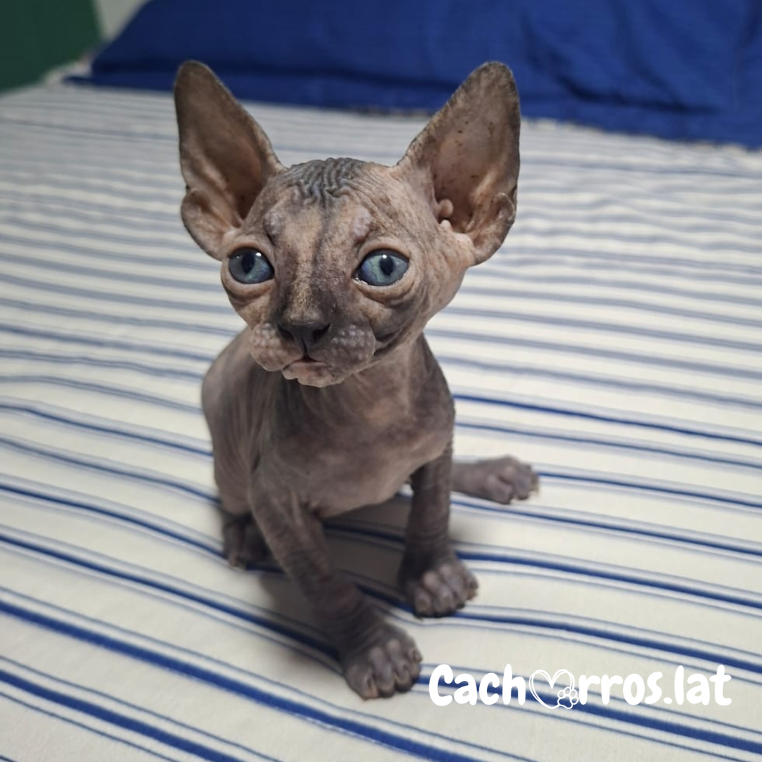 Sphynx Rabbit Criadero de gatos Sphynx | Cachorros.lat